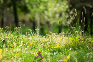 nature verte foret ete